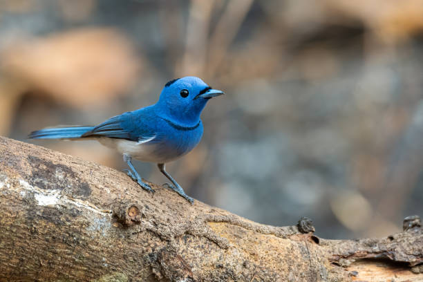 istock Colorful bluish Black-naped Monarch perching on a tree trunk looking into a distance 1208314685