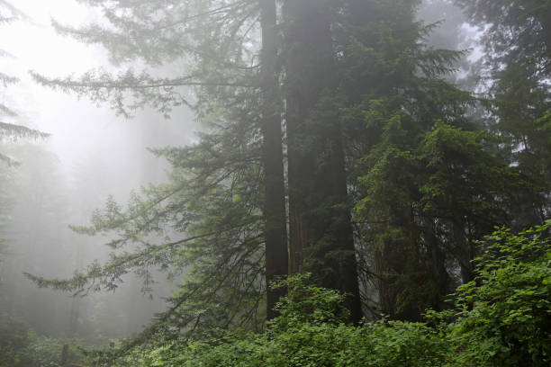 istock Morning fog in the forest 1208315096