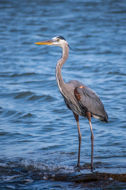 istock A big Great Blue Heron in Rockport, Texas 1208315206