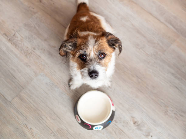 istock Hungry little mongrel dog sits in front of an empty dog bowl 1208315230