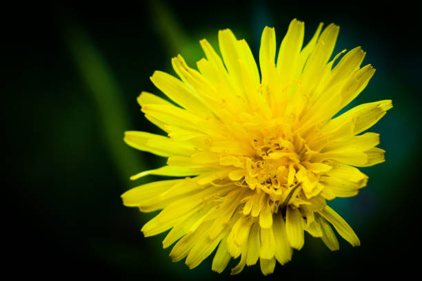 istock spring dandelions in a green meadow in spring 1208315924
