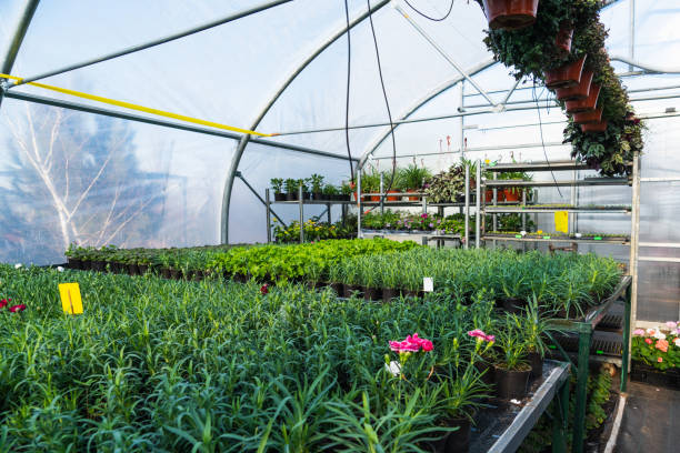istock Greenhouses for growing flowers 1208317009