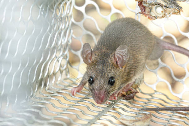 istock Rat in cage mousetrap catch at home. 1208319234