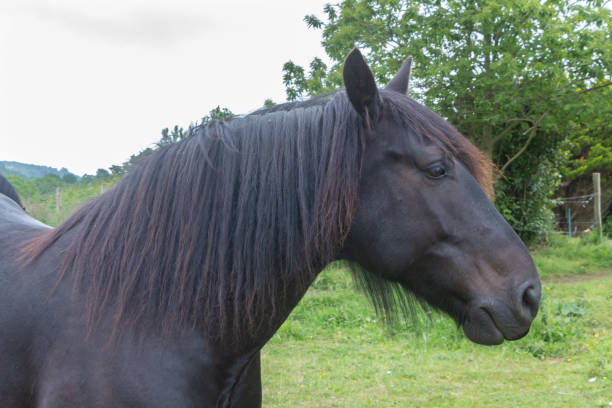 istock Merens horse in a field 1208320691