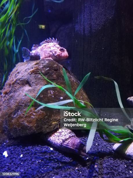 Fische Im Aquarium Stockfoto und mehr Bilder von Aquarium - Haustierbedarf - Aquarium - Haustierbedarf, Aquatisches Lebewesen, Bunt - Farbton