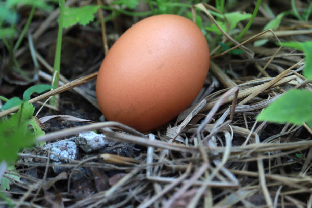 istock Eggs on grass RAW food in house 1208321209