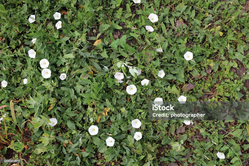 Weed Morning glory or Lesser bindweed, Convolvulus arvensis flowers Bindweed Stock Photo