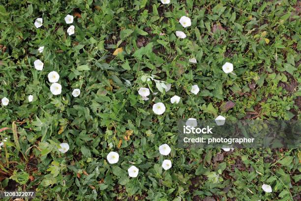 Weed Morning Glory Or Lesser Bindweed Convolvulus Arvensis Flowers Stock Photo - Download Image Now