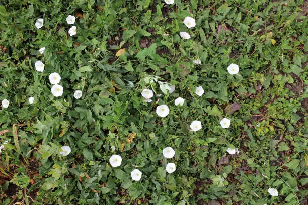 Weed Morning glory or Lesser bindweed, Convolvulus arvensis flowers