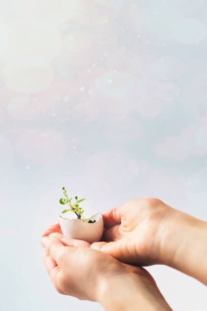 istock New life concept with sprout in egg on blue background in woman hands, easter and spring theme 1208322097