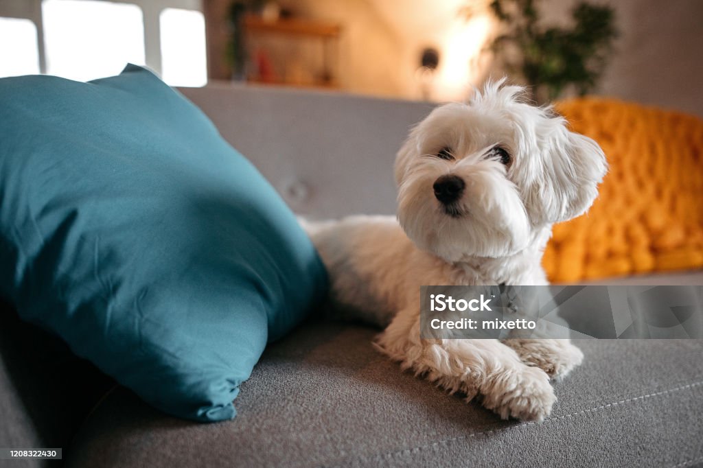 Netter maltesischer Hund entspannend auf dem Sofa im modernen Wohnzimmer - Lizenzfrei Hund Stock-Foto