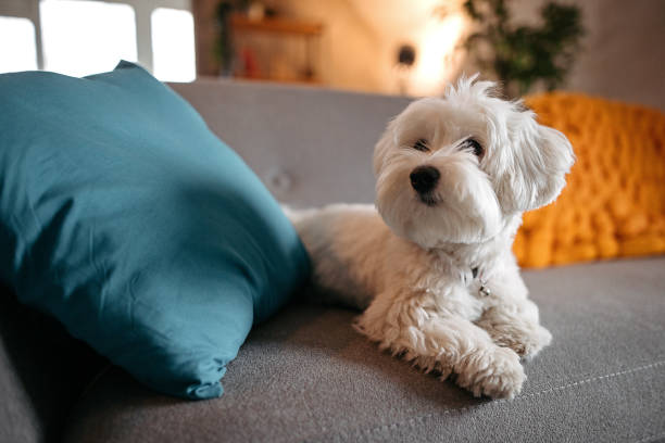 netter maltesischer hund entspannend auf dem sofa im modernen wohnzimmer - klein fotos stock-fotos und bilder