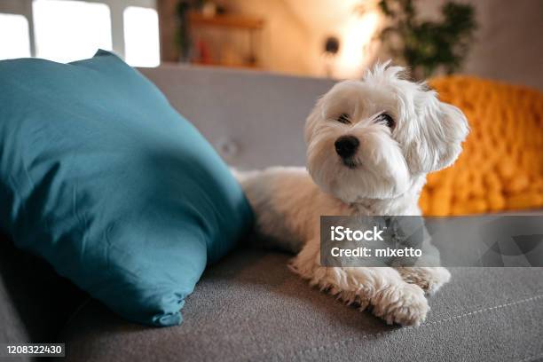 Netter Maltesischer Hund Entspannend Auf Dem Sofa Im Modernen Wohnzimmer Stockfoto und mehr Bilder von Hund