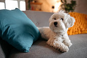 Cute Maltese dog relaxing on sofa at modern living room