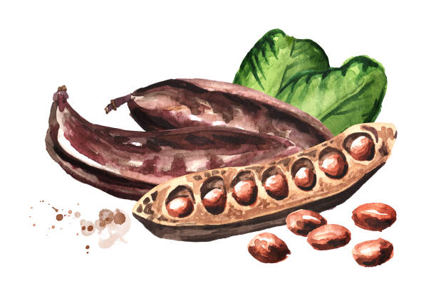 캐롭 포드, 콩, 녹색 잎. 흰색 배경에 격리 된 손으로 그린 수채화 그림 - ceratonia stock illustrations
