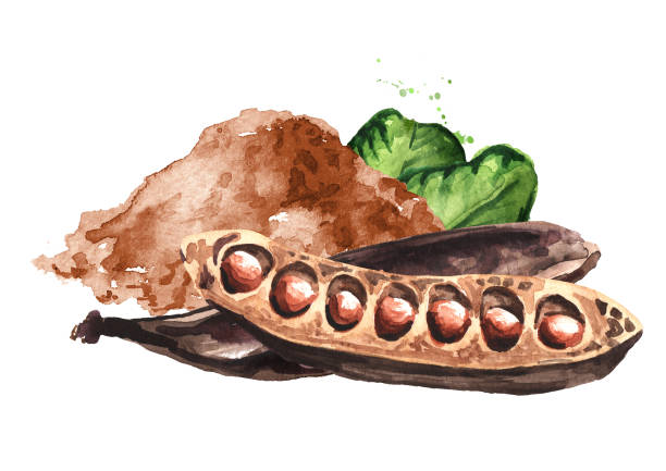 캐롭 포드, 콩, 잎과 분말. 흰색 배경에 격리 된 손으로 그린 수채화 그림 - ceratonia stock illustrations