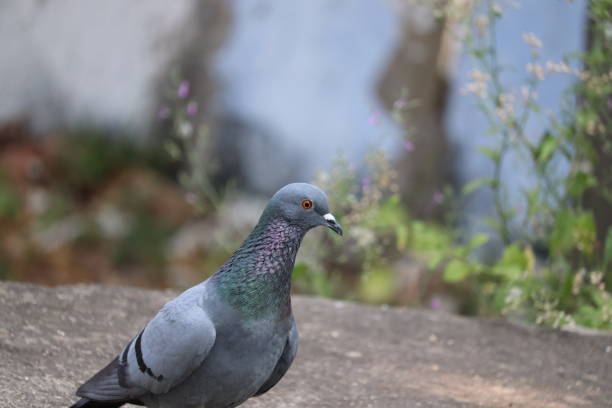 istock rare pigeon in Rajasthan 1208323825