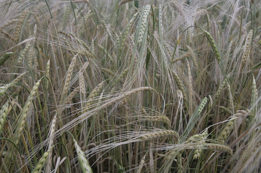Spring barley crop in June. North Yorkshire, England, UK