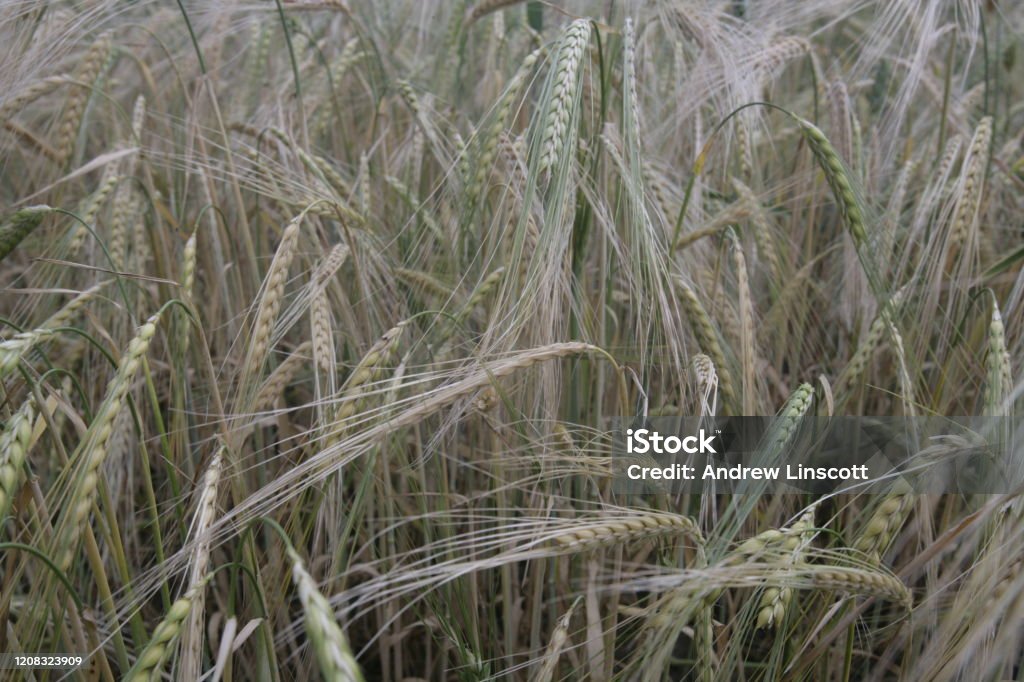 Spring barley crop in June. North Yorkshire, England, UK Agricultural Field Stock Photo