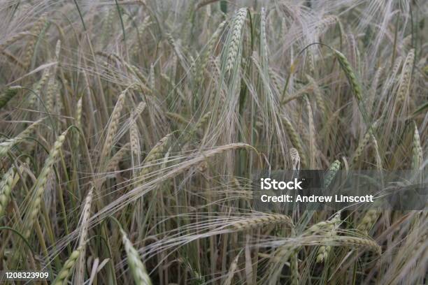 Spring Barley Crop In June North Yorkshire England Uk Stock Photo - Download Image Now