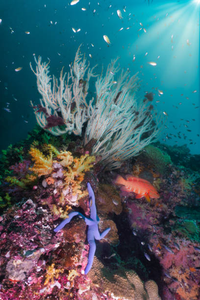 istock Natures carbon capture system underwater coral reef with sunbeams and star fish 1208324047