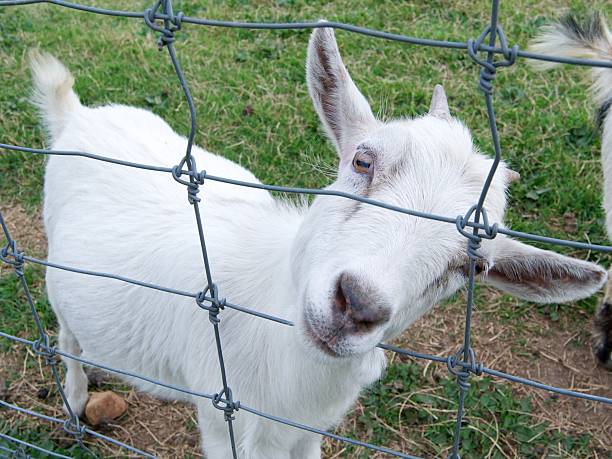 Goat stock photo