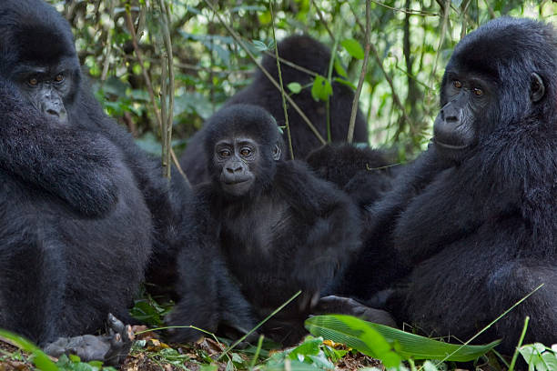 3 고릴라 - virunga national park 뉴스 사진 이미지