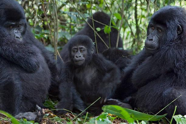 trzy gorillas - virunga national park zdjęcia i obrazy z banku zdjęć