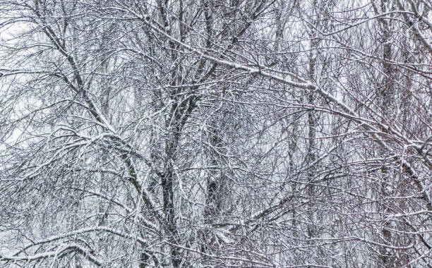 istock Fairytale fluffy snow-covered trees branches, nature scenery with white snow and cold weather. Snowfall in winter park 1208326664