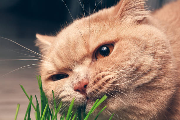 istock Red cat eating green grass on a dark background. close up 1208327940
