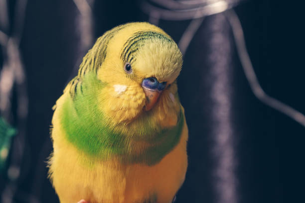 istock a domestic parrot sits on a finger. close up 1208327968