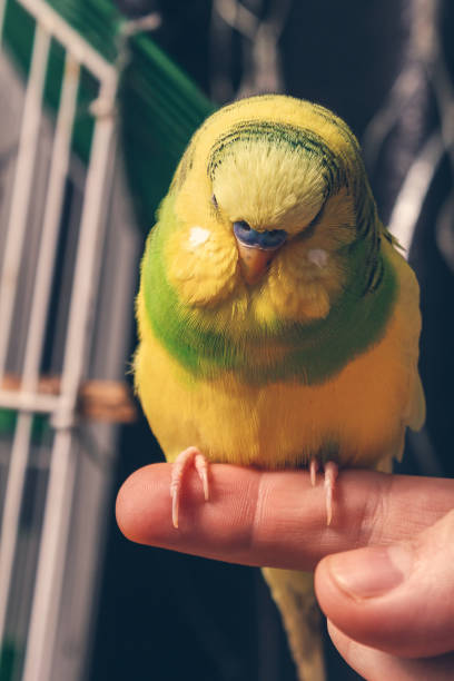 istock a domestic parrot sits on a finger. close up 1208328041