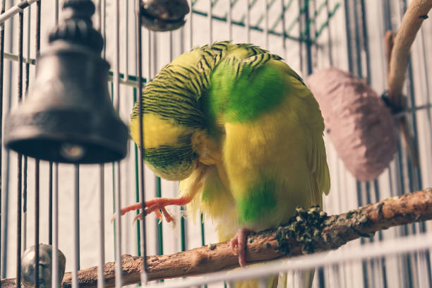 istock a domestic parrot in a cage washes. close up 1208328059