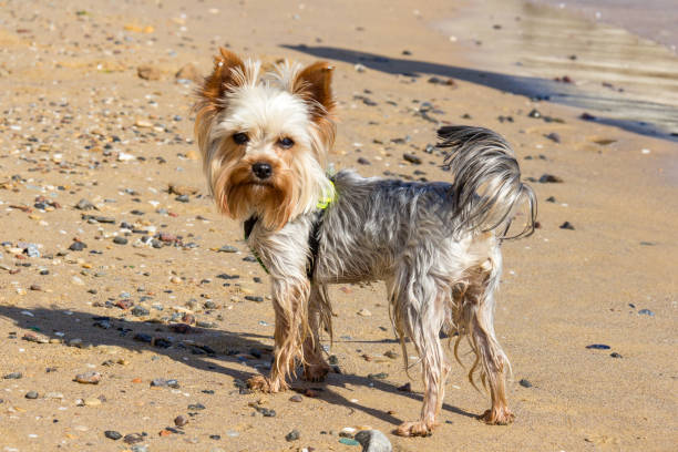 istock Young Yorkshire terrier is walking and having fun on the beach. Feel free concept 1208328587