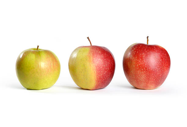 três maçãs da verde para a vermelha - apple granny smith apple three objects green - fotografias e filmes do acervo