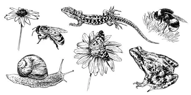 Vector illustration of Collection of hand drawn animals and insect.