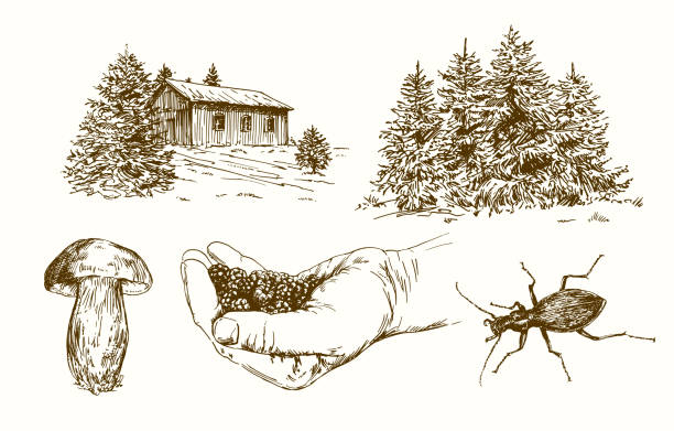 Forest, picking blackberries. Hand drawn set.