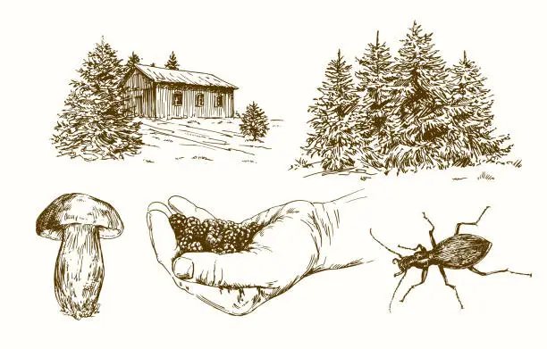 Vector illustration of Forest, picking blackberries. Hand drawn set.