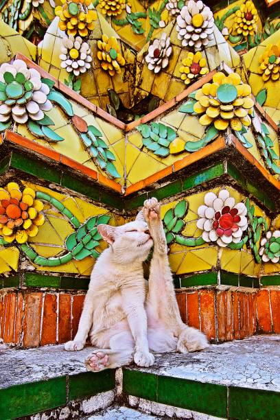 Cat's licking foot on pagoda in temple.