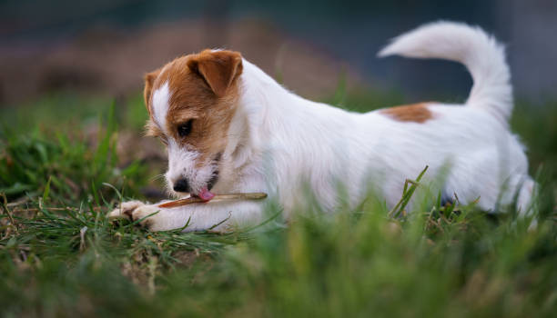 istock The puppy eats a bone outside. Dog Jack Russell Terrier. 1208330970