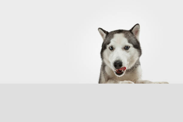 istock Studio shot of Husky dog isolated on white studio background 1208330973