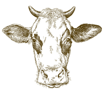 Cow. Hand drawn vector illustration.