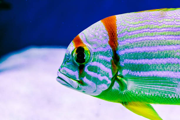 istock exotic tropical coral reef fish, sailfin snapper 1208331109