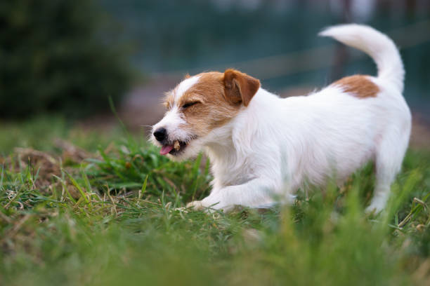 istock The puppy eats a bone outside. Dog Jack Russell Terrier. 1208331227