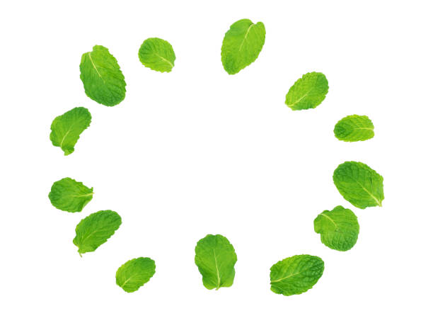 frame of peppermint leaf  on white background