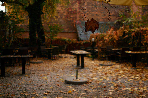 Beautiful yellow autumn leafs on green wooden desk