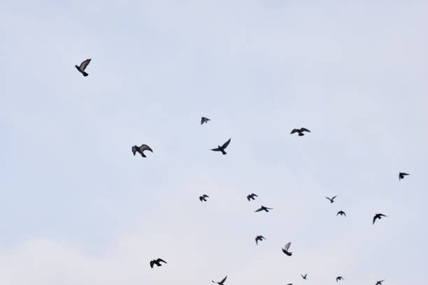 Flying pigeons in blue clear sky