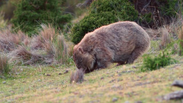 Vombatus ursinus - Common Wombat in the Tasmanian scenery, eating grass on the meadow. Australian furry vegetarian mammal in Australia