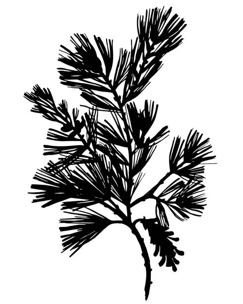 Botanical set of spruce pine branches Black botanical element isolated on white. Silhouette of spruce pine branch, needles, sprig. Fir tree twig in tattoo style. pine trees silhouette stock illustrations