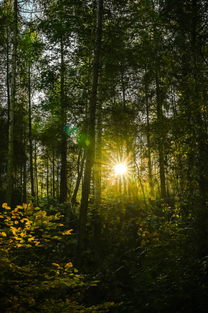 istock View to a dark forest with sunbeams of the setting sun. 1208333636
